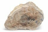 Petrified Wood (Schinoxylon) Limb - Blue Forest, Wyoming #218200-1